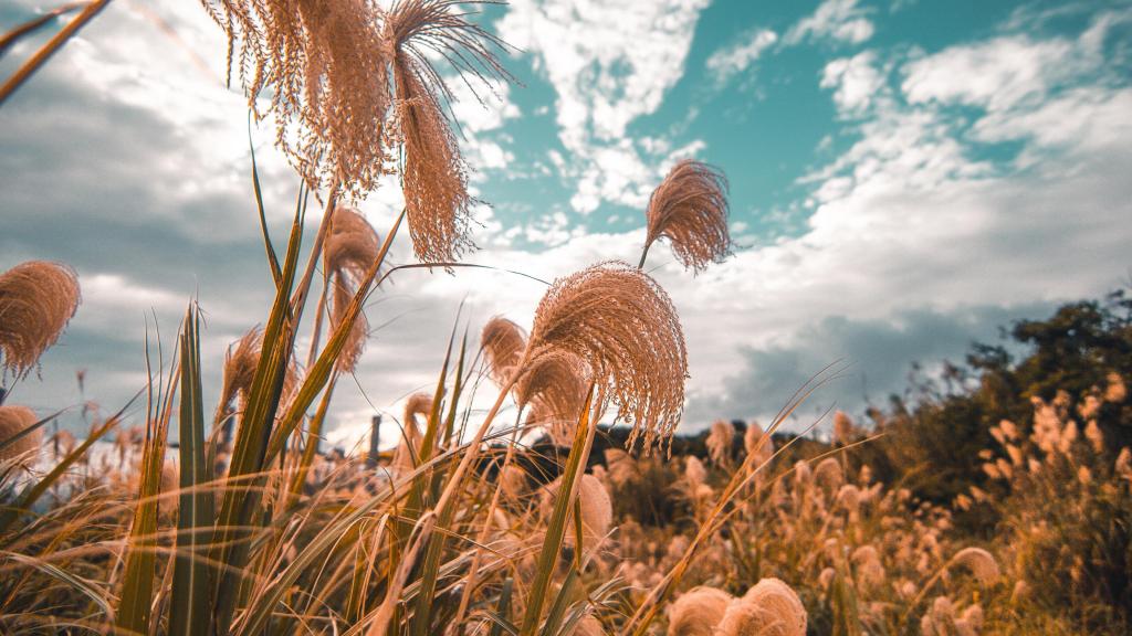 芦苇摇曳唯美意境风景