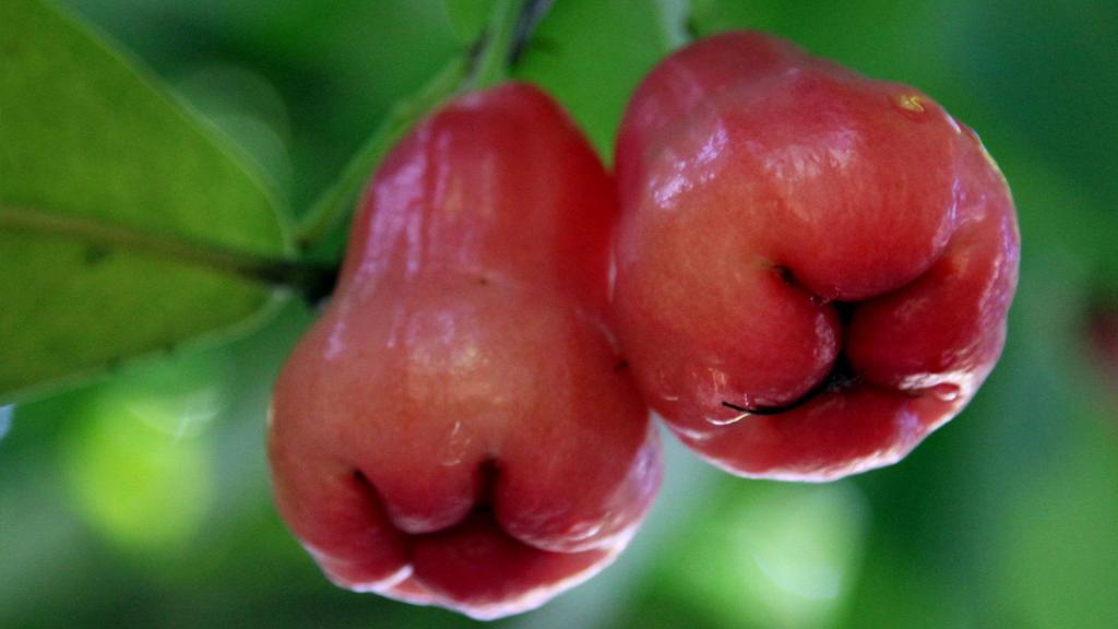 春天的水果莲雾