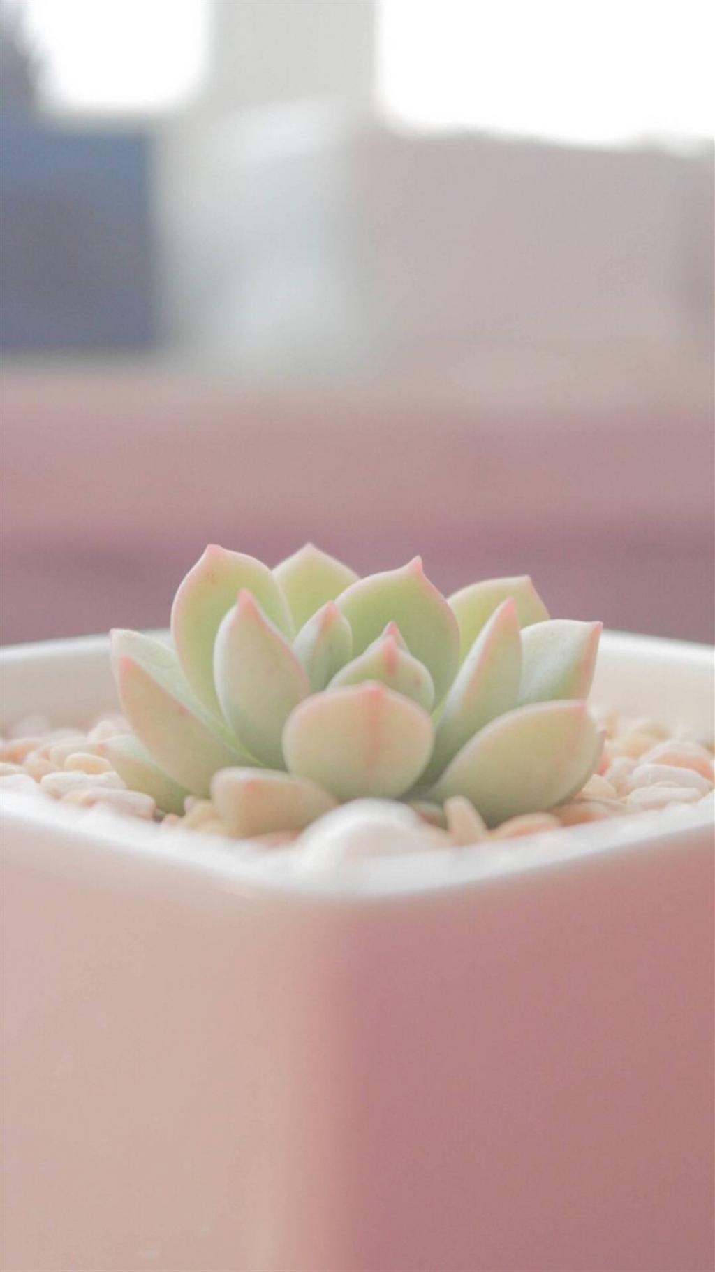 小清新多肉盆栽