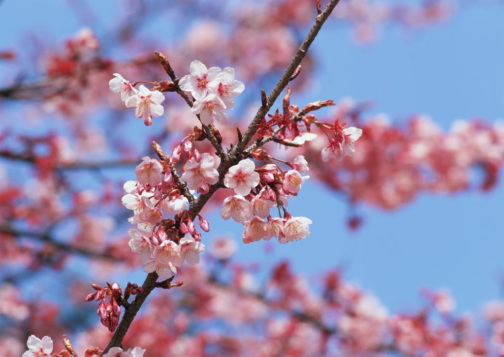 桃花烂漫
