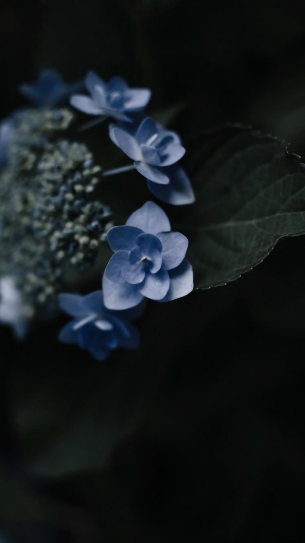 清新淡雅的绣球花