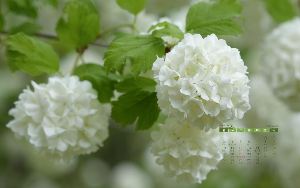 2019年2月小清新花朵唯美写真日历