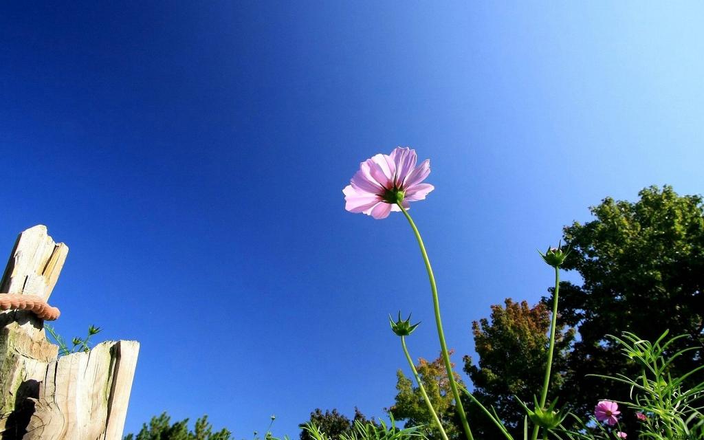 清新的大波斯菊