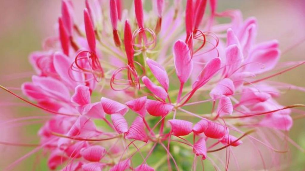 柔美醉蝶花壁纸，喜新厌旧是人的天性，让你常年累月的看着同一款桌面壁纸，难免会产生视觉疲劳，这时换一款新的壁纸是不是你迫切的需要呢？