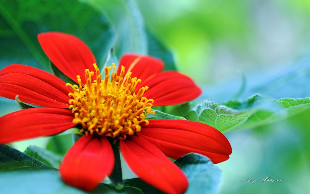 植物园花卉图片