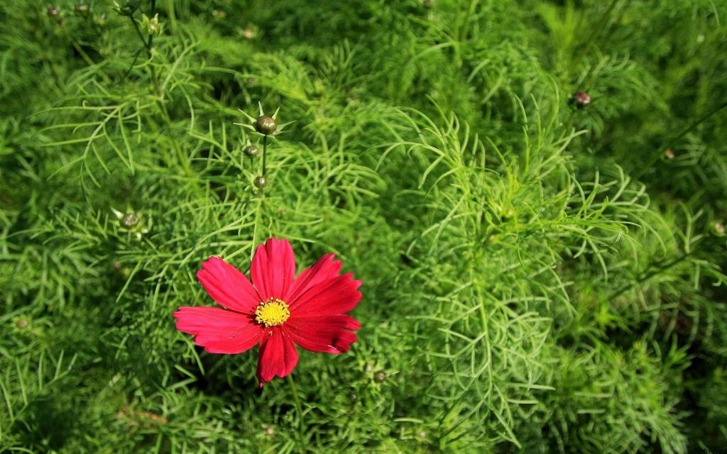 好看的大波斯菊