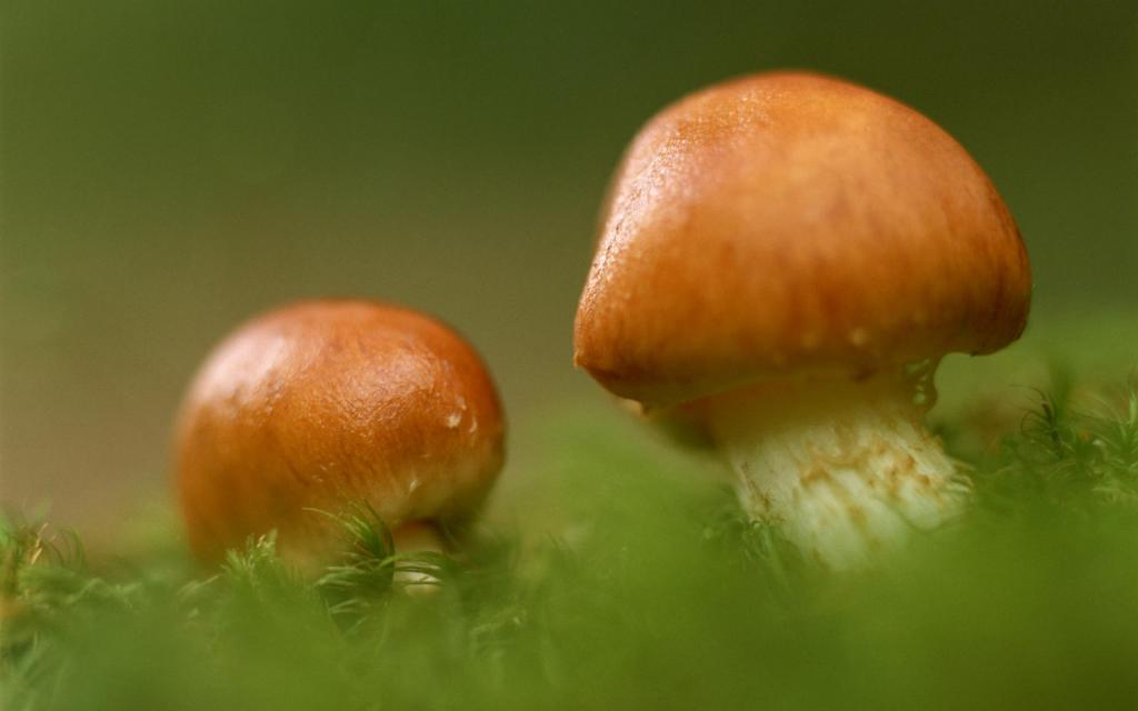野生菌类蘑菇