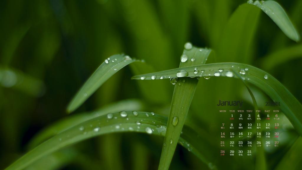 2019年1月小清新绿色植物护眼写真日历