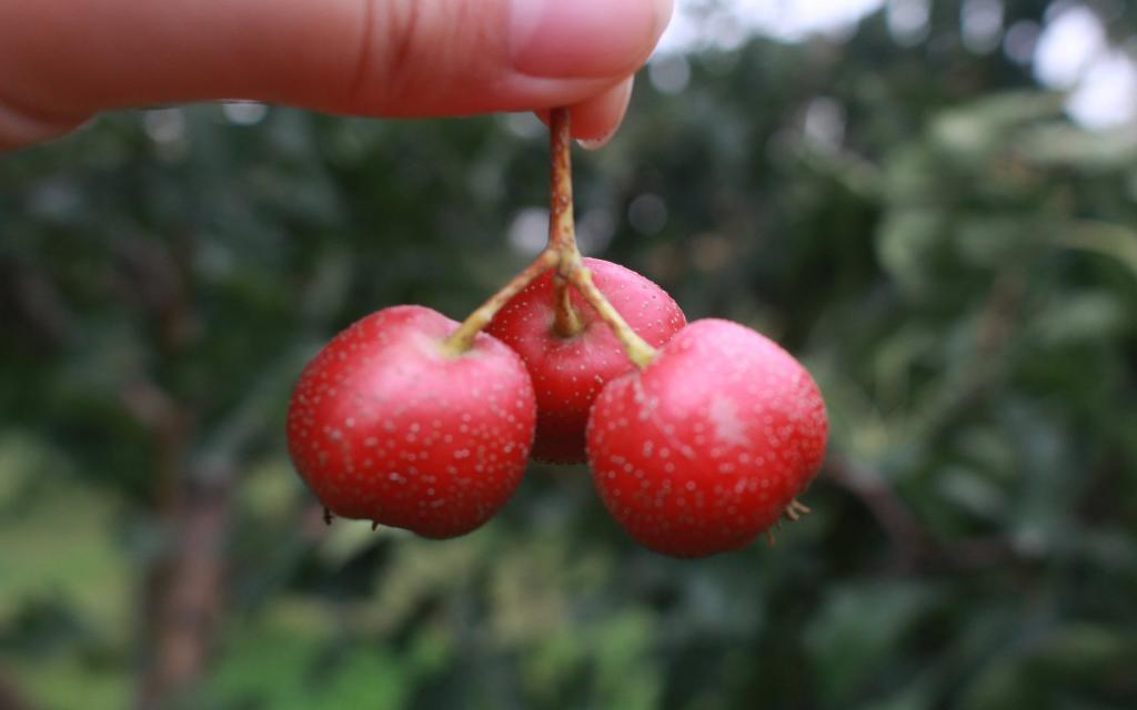 红得诱人的山楂
