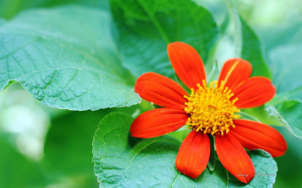 植物园花卉图片