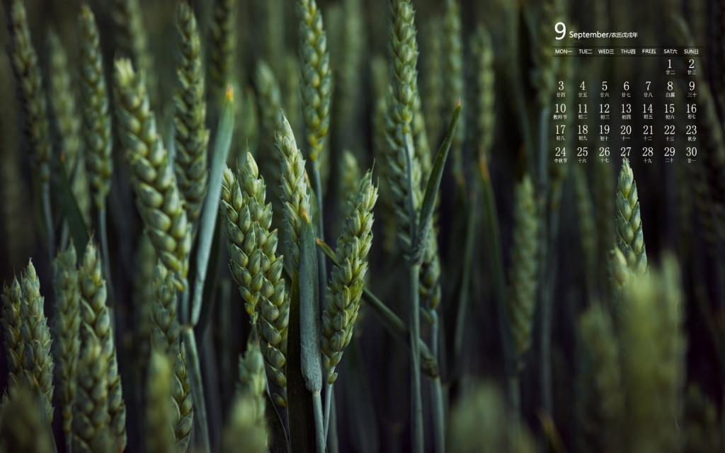 2018年9月清新护眼麦田日历
