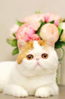 可爱的小动物胖猫咪-7