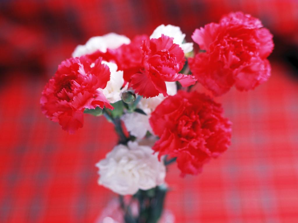 绚丽鲜花特写