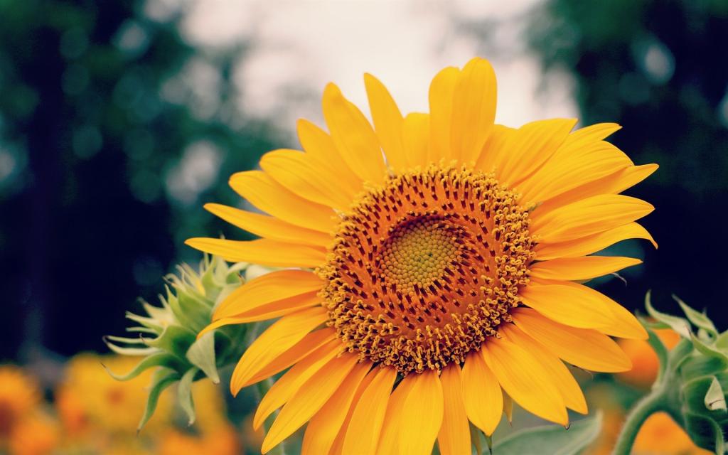 向日葵高清特写图片