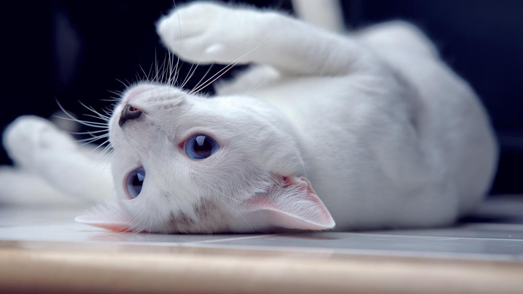 可爱搞怪的猫咪