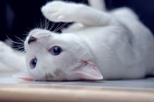 可爱搞怪的猫咪