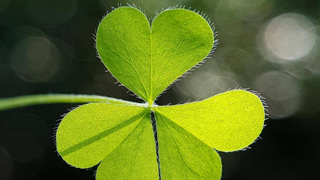 送给你幸运之草