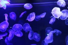 唯美的水母