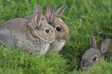 幸福一家小兔子