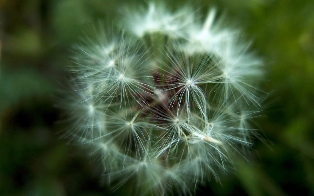 蒲公英唯美写真