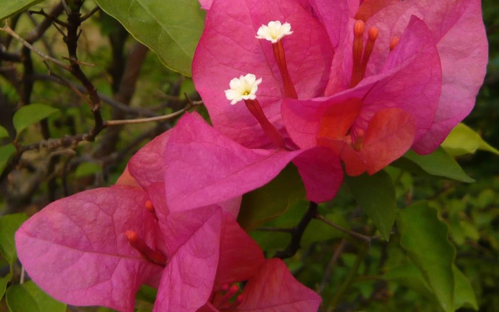 三角梅花卉图片