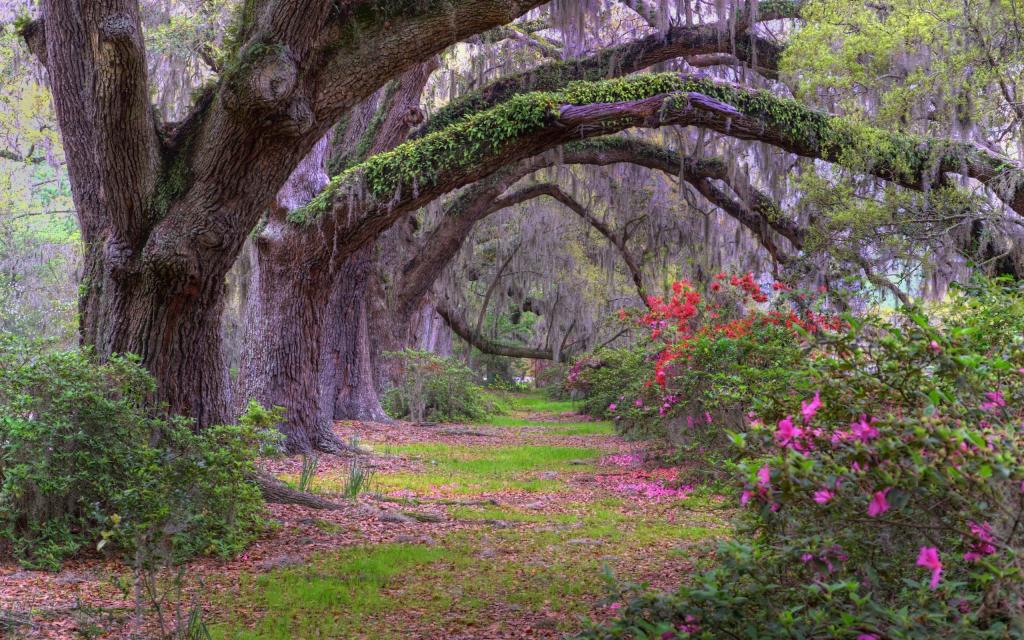 森林里唯美自然风光