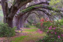 森林里唯美自然风光