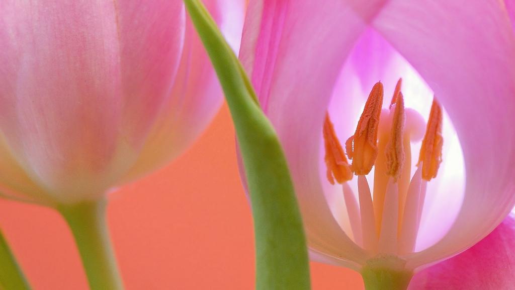 娇艳郁金香特写