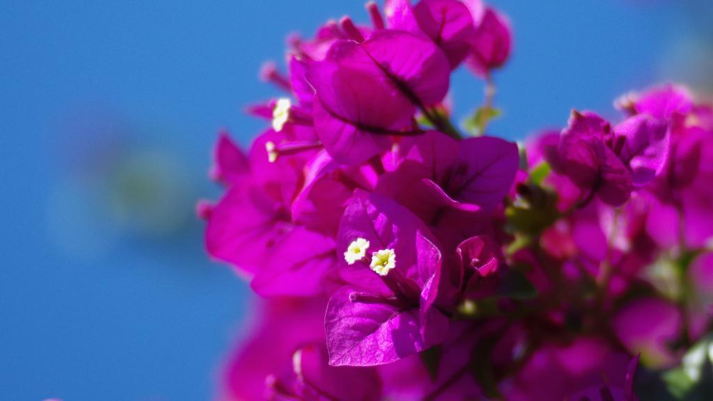 厦门市花三角梅图片