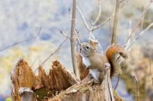 雪中可爱的小松鼠