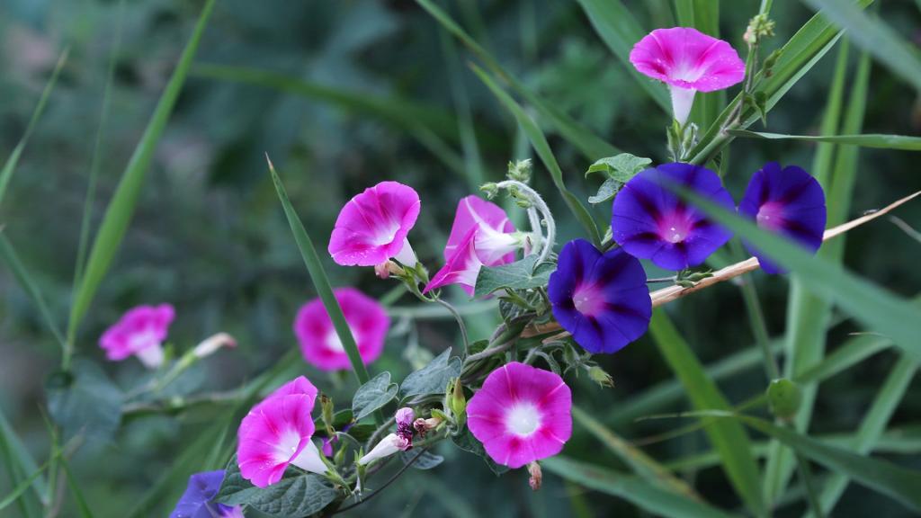 雨后牵牛花