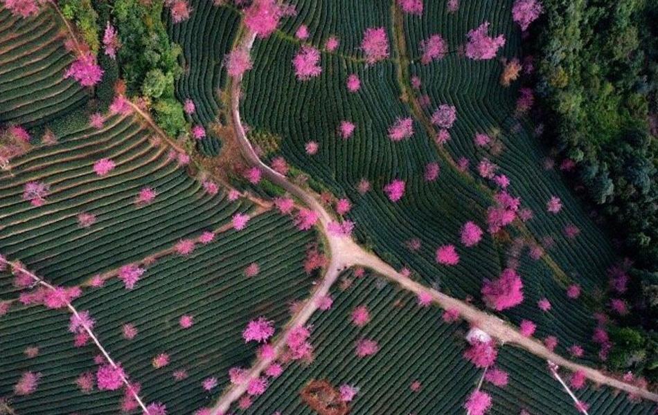 云南冬樱美如画