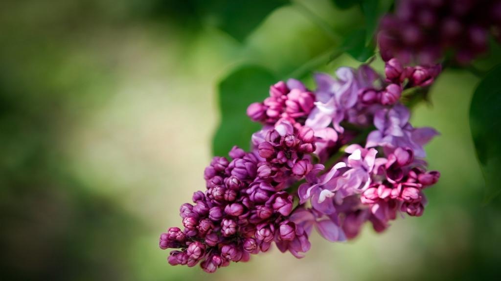 大自然的绿色植物