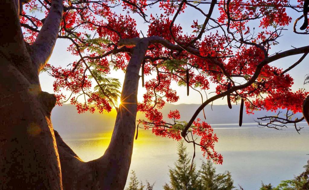 云南永胜县小清新凤凰花