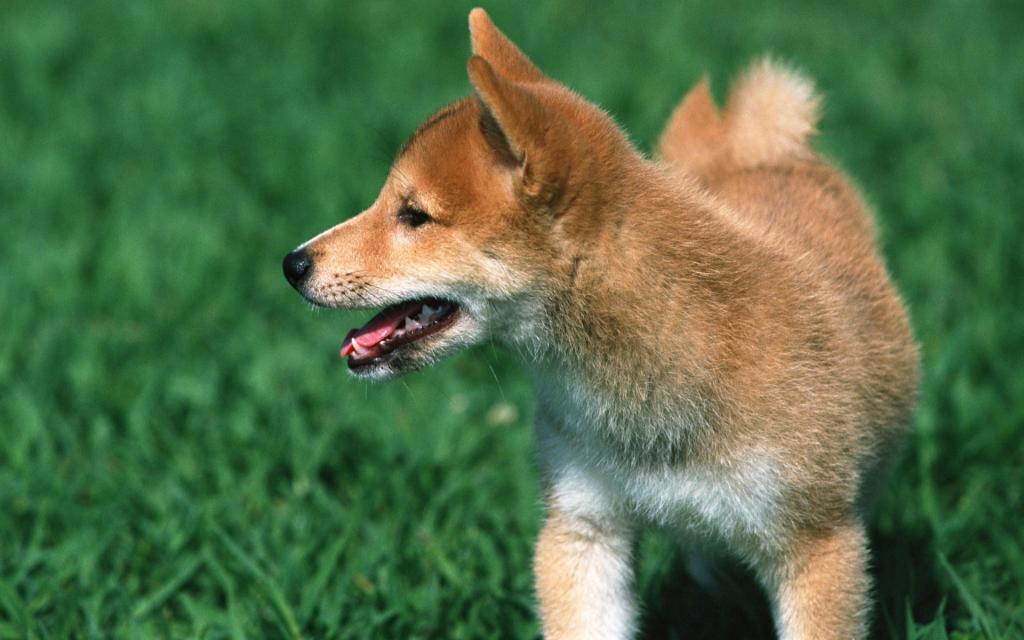 宠物小狗草地玩耍