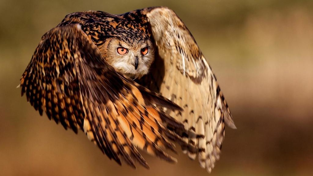 动物世界里的小可爱