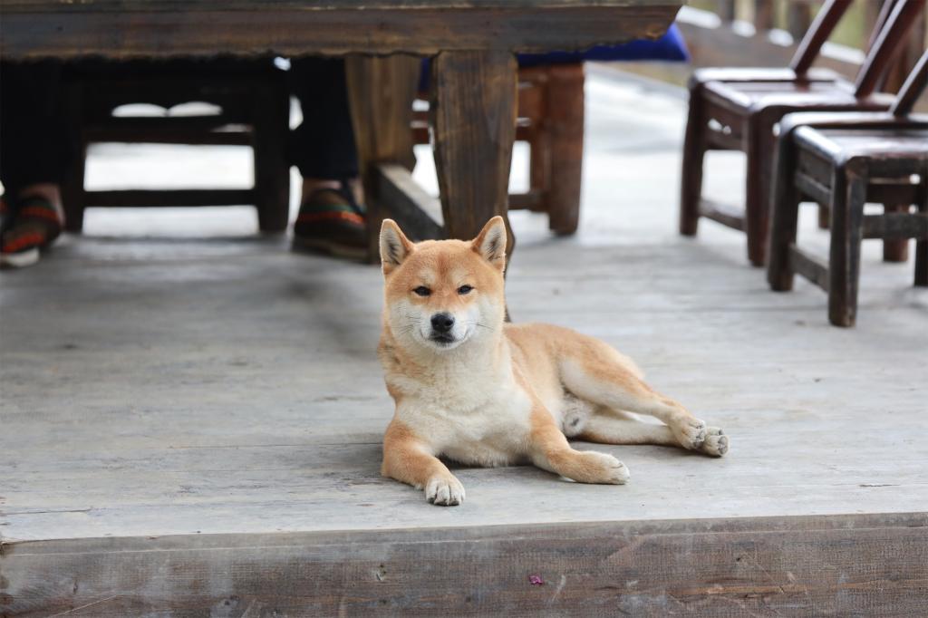 综艺《向往的生活3》