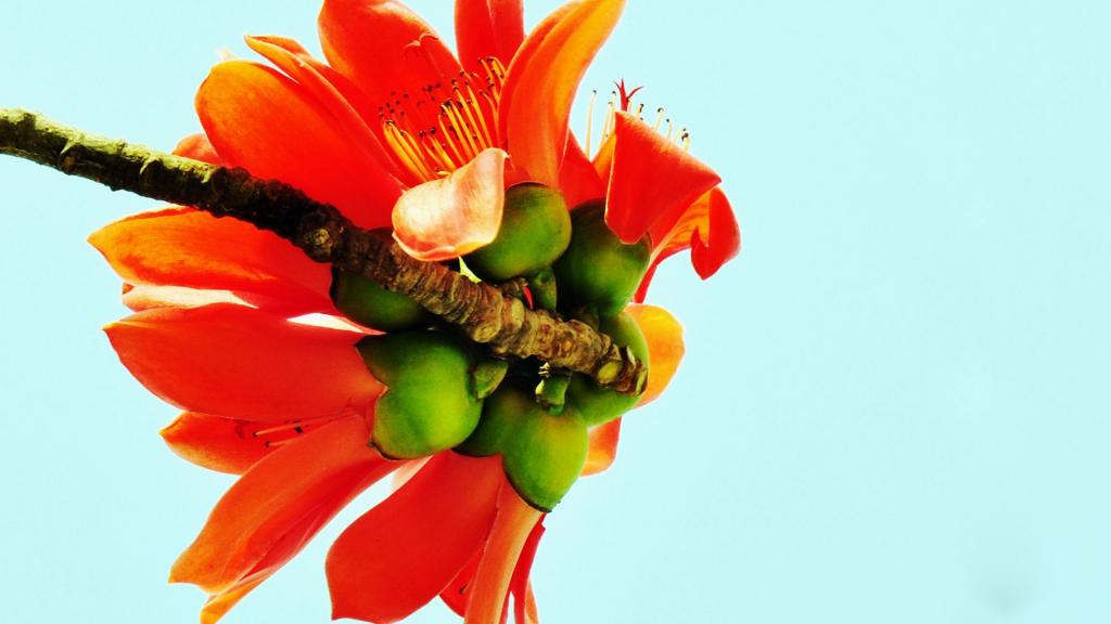 春天里的木棉花