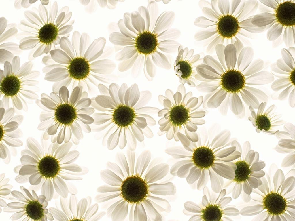 五颜六色鲜菊花