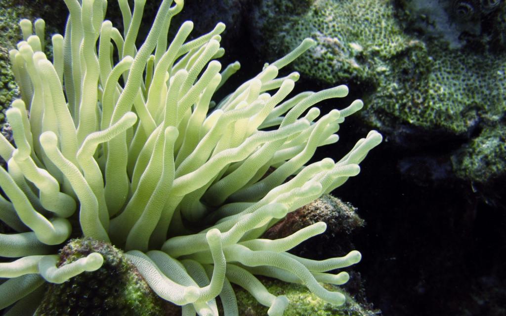 美丽的海底珊瑚