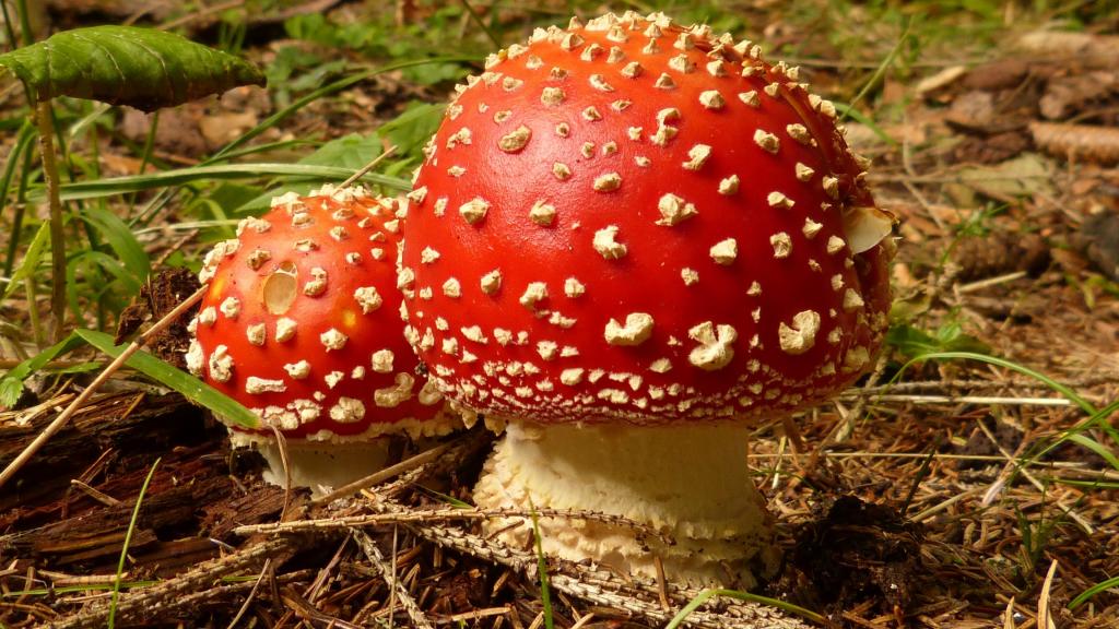 有毒的红色毒蘑菇