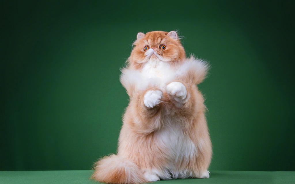 精灵可爱的喵星人