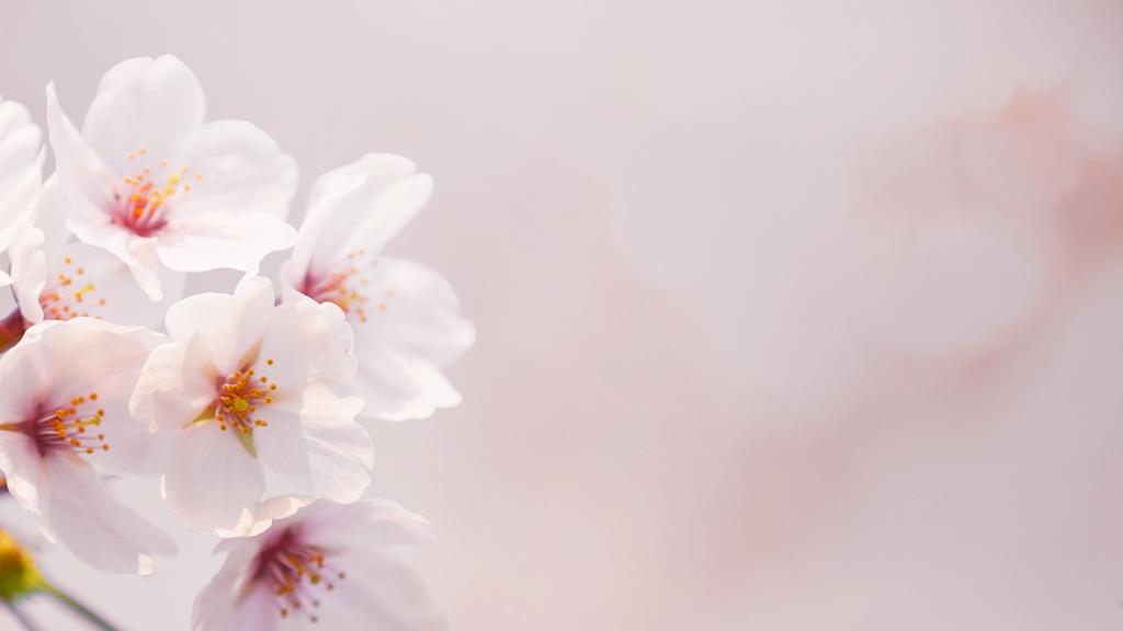 小清新植物唯美写真