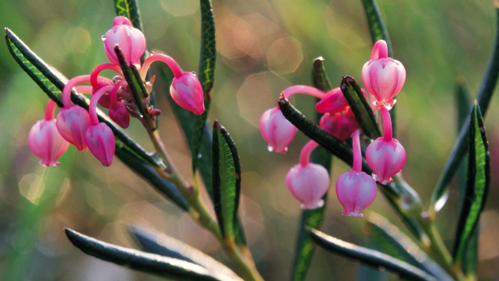 粉色红色的野花