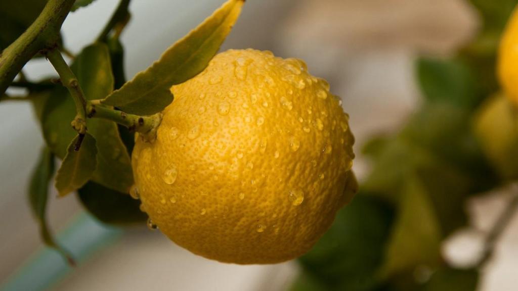 硕果累累清新迷人风光