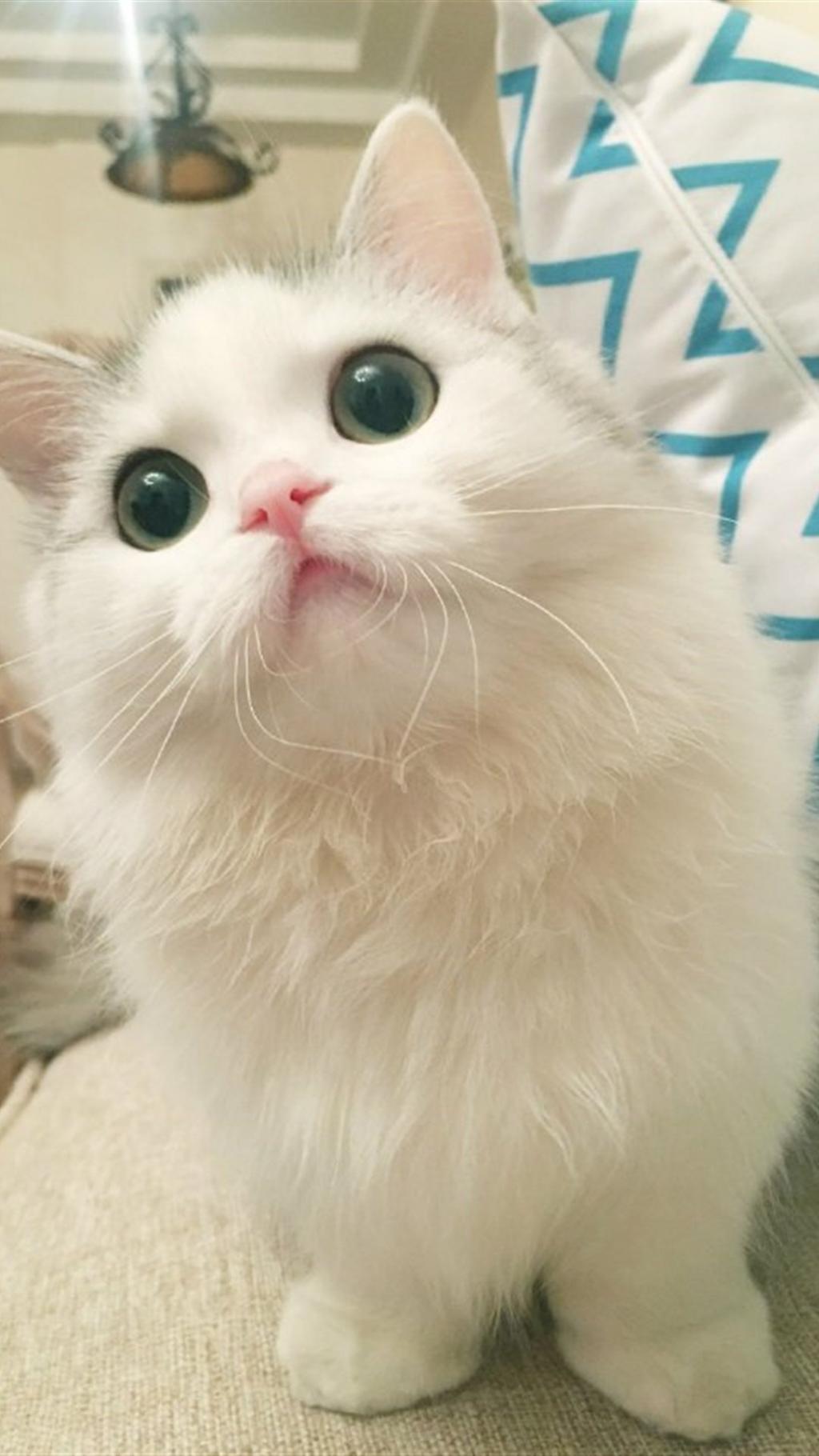 可爱小猫咪超萌写真