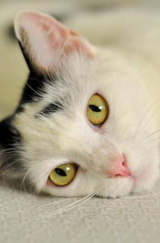 可爱宠物小猫-3