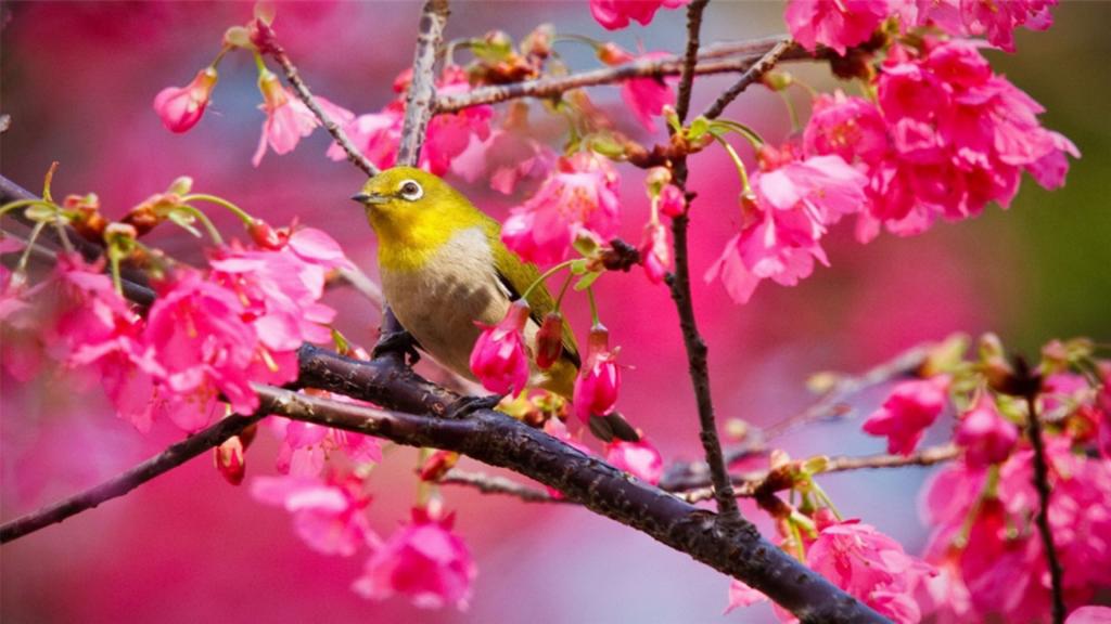 可爱的小鸟唯美摄影