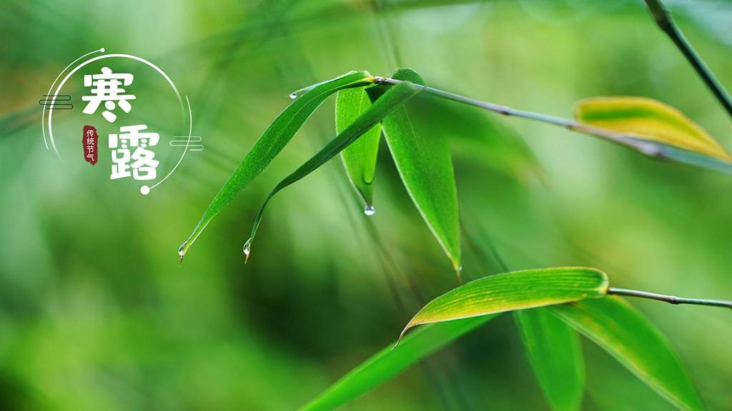 二十四节气寒露清新护眼竹叶