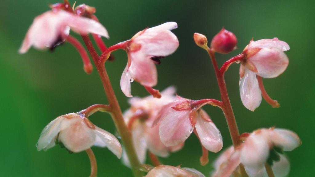 粉色红色的野花